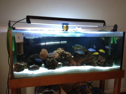 Rated #35: 250 Gallons Freshwater Fish Tank - mY sICK TANK Rated #35: 250 Gallons Freshwater Fish Tank - mY sICK TANK