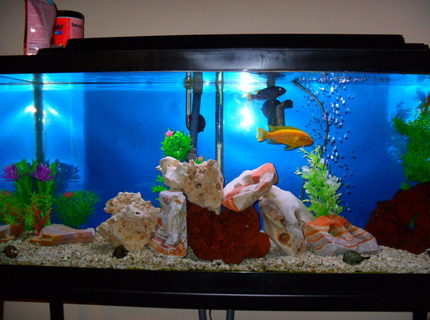 Rated #91: 30 Gallons Freshwater Fish Tank - African 30g Rated #91: 30 Gallons Freshwater Fish Tank - African 30g