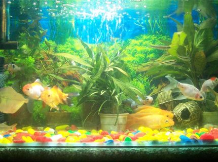 12 gallons freshwater fish tank (mostly fish and non-living decorations) - My Favourite Hobby 12 gallons freshwater fish tank (mostly fish and non-living decorations) - My Favourite Hobby