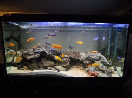 Rated #10: 90 Gallons Freshwater Fish Tank - Lake Malawi Mbuna Reef Tank
90 Gal
48"x18"x24"
Hard Water with salt buffer
200lbs of various real rock
aragonite, crushed coral and live sand mix
1 flourescent tube
3 LED light bubblers
1 bubble snake
Rena Digital Heater
XP3 canister filter
LED Day/Moon light
Deep Water airpump
Day/Night Timer
Residents
Red Zebra
Yellow Zebra
Yellow Lab
Red Top Kimpuna
Yellow Tail Acei
Kenyi
Afra Cobue
Albino Socolofi
Mixed Blue
Kimpuna/Yellow Lab mix
Yellow Zebra/Red Zebra Mix
Elec Blue Hap Male
Sturtigranti Peacock Female
Black Zebra Convict
Pink Convict
Albino Chinese Algae Eater
Sail FIn Pleco
Bristlenose Pleco
Weather loach Rated #10: 90 Gallons Freshwater Fish Tank - Lake Malawi Mbuna Reef Tank
90 Gal
48"x18"x24"
Hard Water with salt buffer
200lbs of various real rock
aragonite, crushed coral and live sand mix
1 flourescent tube
3 LED light bubblers
1 bubble snake
Rena Digital Heater
XP3 canister filter
LED Day/Moon light
Deep Water airpump
Day/Night Timer
Residents
Red Zebra
Yellow Zebra
Yellow Lab
Red Top Kimpuna
Yellow Tail Acei
Kenyi
Afra Cobue
Albino Socolofi
Mixed Blue
Kimpuna/Yellow Lab mix
Yellow Zebra/Red Zebra Mix
Elec Blue Hap Male
Sturtigranti Peacock Female
Black Zebra Convict
Pink Convict
Albino Chinese Algae Eater
Sail FIn Pleco
Bristlenose Pleco
Weather loach