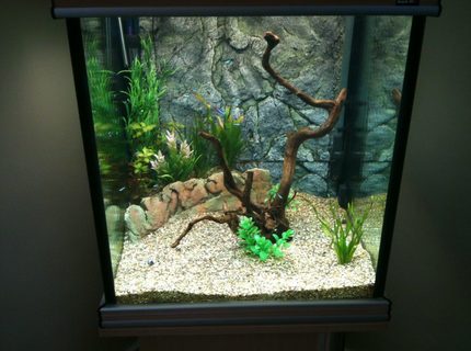 Rated #53: 43 Gallons Freshwater Fish Tank - 2nd attempt Rated #53: 43 Gallons Freshwater Fish Tank - 2nd attempt