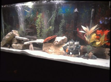 Rated #79: 55 Gallons Freshwater Fish Tank - freshwater tank Rated #79: 55 Gallons Freshwater Fish Tank - freshwater tank