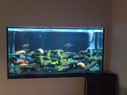 Rated #17: 84 Gallons Freshwater Fish Tank - my tank Rated #17: 84 Gallons Freshwater Fish Tank - my tank
