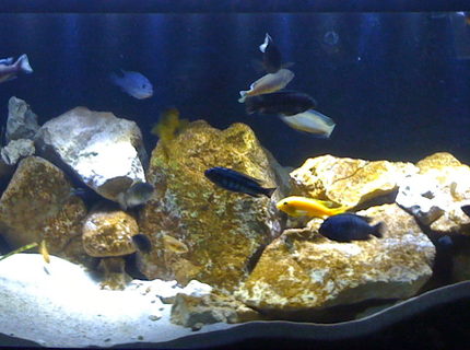 Rated #12: 75 Gallons Freshwater Fish Tank - 75 Gallon Mbuna Reef Rated #12: 75 Gallons Freshwater Fish Tank - 75 Gallon Mbuna Reef