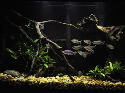 Rated #2: 29 Gallons Freshwater Fish Tank - 29gal, I like it, but can Rated #2: 29 Gallons Freshwater Fish Tank - 29gal, I like it, but can't wait to go bigger!