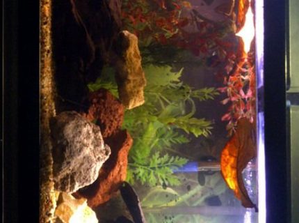 Rated #67: 55 Gallons Freshwater Fish Tank - My Blackwater Aquarium Rated #67: 55 Gallons Freshwater Fish Tank - My Blackwater Aquarium