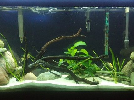 Rated #52: 55 Gallons Freshwater Fish Tank - 55 Gallon Tanganyika Cichlid Tank Rated #52: 55 Gallons Freshwater Fish Tank - 55 Gallon Tanganyika Cichlid Tank