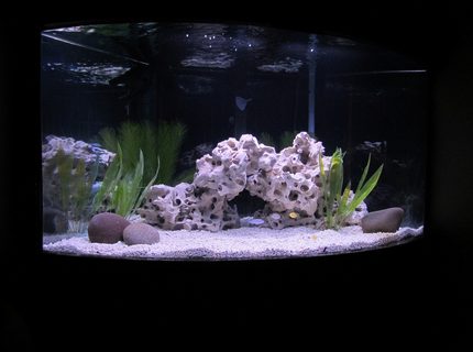 Rated #56: 70 Gallons Freshwater Fish Tank - NEW AFRICAN CICHLID SETUP Rated #56: 70 Gallons Freshwater Fish Tank - NEW AFRICAN CICHLID SETUP