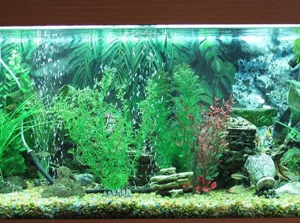 Rated #51: 50 Gallons Freshwater Fish Tank - Freshwater tank, 180 Liter, no live plants. Rated #51: 50 Gallons Freshwater Fish Tank - Freshwater tank, 180 Liter, no live plants.