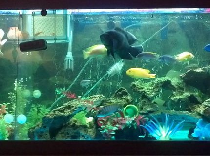 Rated #97: 125 Gallons Freshwater Fish Tank - Ive had this tank for under a year
now. I have a 125 gallon tank made
into a community tank with assorted
South African Cichlids, a Albino and
a Tiger Oscar, Afra Cichlid, Tiger
Barbs, Severums, Tire Track and a
Peacock Eel, Danio Minnows, Red Tail
Rainbow Shark, Silver Dollars,
Plecos and more...
I use a 48" T5 double ballast light,
a Fluval405 filter, Aqueon 30-60
waterfall filter. I have Led lights
for a little extra color and a
curtain wand to keep the fish more
active. Most of my plants are
artificial but I have 50 lbs of live
rocks in there for the new small
cichlids that were born. I have a
splitter in tank to separate Albino
Oscar since he ate a dozen of my
other cichlids in there. I have a
little over 50 fish in there right
now. I had an addiction to buy.
Slowing down letting it chill and
run their course. Enjoyable little
hobby Rated #97: 125 Gallons Freshwater Fish Tank - Ive had this tank for under a year
now. I have a 125 gallon tank made
into a community tank with assorted
South African Cichlids, a Albino and
a Tiger Oscar, Afra Cichlid, Tiger
Barbs, Severums, Tire Track and a
Peacock Eel, Danio Minnows, Red Tail
Rainbow Shark, Silver Dollars,
Plecos and more...
I use a 48" T5 double ballast light,
a Fluval405 filter, Aqueon 30-60
waterfall filter. I have Led lights
for a little extra color and a
curtain wand to keep the fish more
active. Most of my plants are
artificial but I have 50 lbs of live
rocks in there for the new small
cichlids that were born. I have a
splitter in tank to separate Albino
Oscar since he ate a dozen of my
other cichlids in there. I have a
little over 50 fish in there right
now. I had an addiction to buy.
Slowing down letting it chill and
run their course. Enjoyable little
hobby