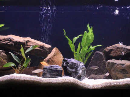 Rated #4: 50 Gallons Freshwater Fish Tank - March Rated #4: 50 Gallons Freshwater Fish Tank - March's Malawi Tank