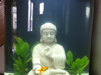 20 gallons freshwater fish tank (mostly fish and non-living decorations) 20 gallons freshwater fish tank (mostly fish and non-living decorations)