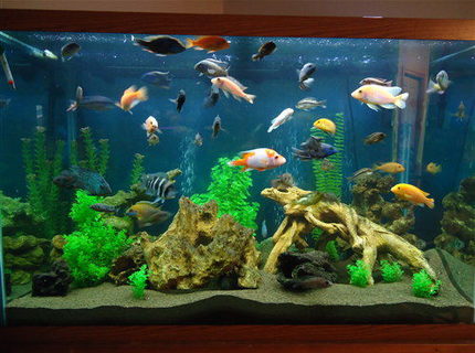 Rated #50: 150 Gallons Freshwater Fish Tank - 150 gallon mixed cichlid Rated #50: 150 Gallons Freshwater Fish Tank - 150 gallon mixed cichlid