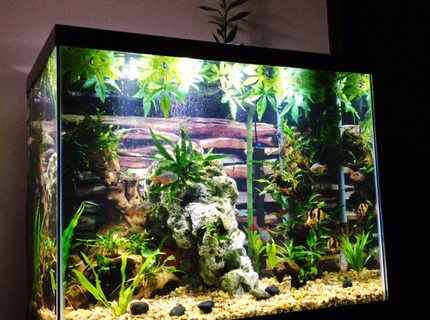 Rated #36: 54 Gallons Freshwater Fish Tank - 55 tall "river" themed tank Rated #36: 54 Gallons Freshwater Fish Tank - 55 tall "river" themed tank