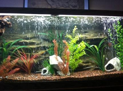 Rated #95: 75 Gallons Freshwater Fish Tank Rated #95: 75 Gallons Freshwater Fish Tank