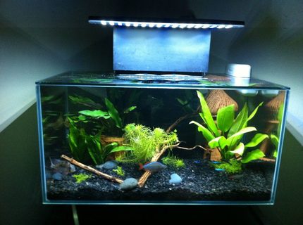 Rated #69: 6 Gallons Freshwater Fish Tank - Fluval edge After Led Mod Rated #69: 6 Gallons Freshwater Fish Tank - Fluval edge After Led Mod