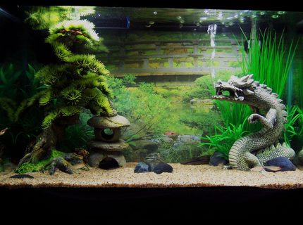 Rated #94: 10 Gallons Freshwater Fish Tank - 10 Gallon Zen tank Rated #94: 10 Gallons Freshwater Fish Tank - 10 Gallon Zen tank