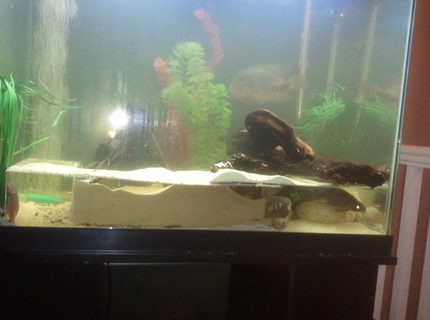 58 gallons freshwater fish tank (mostly fish and non-living decorations) - Vieja Cichlid, Synodontis, Albino Bristle nose, Cory cat, Electric Blue Dempsey
custom made acrylic shelf 58 gallons freshwater fish tank (mostly fish and non-living decorations) - Vieja Cichlid, Synodontis, Albino Bristle nose, Cory cat, Electric Blue Dempsey
custom made acrylic shelf