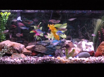 Rated #93: 55 Gallons Freshwater Fish Tank - Fish paradise but still working on it. Rated #93: 55 Gallons Freshwater Fish Tank - Fish paradise but still working on it.
