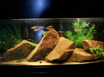 Rated #84: Freshwater Fish Tank - 55 Gallon. Sand, Sandstone, and fake plants. Ten Giant Danios and Four Polka Dot Loaches. Rated #84: Freshwater Fish Tank - 55 Gallon. Sand, Sandstone, and fake plants. Ten Giant Danios and Four Polka Dot Loaches.