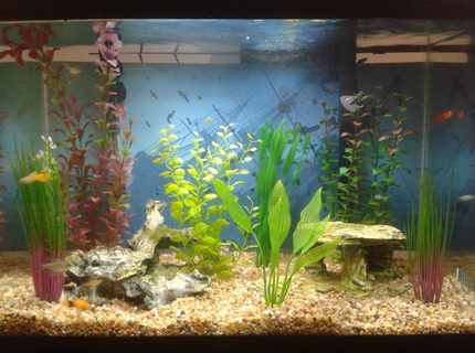 20 gallons freshwater fish tank (mostly fish and non-living decorations) - My 20 Gallon 20 gallons freshwater fish tank (mostly fish and non-living decorations) - My 20 Gallon