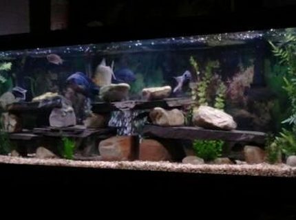 Rated #38: 125 Gallons Freshwater Fish Tank - 125 gallon tank Rated #38: 125 Gallons Freshwater Fish Tank - 125 gallon tank