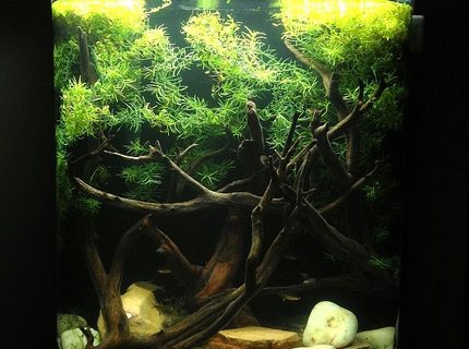 Rated #54: 20 Gallons Freshwater Fish Tank - 20 Gallon Tank Rated #54: 20 Gallons Freshwater Fish Tank - 20 Gallon Tank