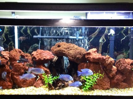 Rated #57: 75 Gallons Freshwater Fish Tank - Lake tanganykan tank setup with fronts, calvus, leleupi, blue dolphin moorii, gold nugget pleco, chocolate zebra pleco, albino & reg bristle nose, clown pleco , rafael & bumblebee catfish & black ghost knife fish Rated #57: 75 Gallons Freshwater Fish Tank - Lake tanganykan tank setup with fronts, calvus, leleupi, blue dolphin moorii, gold nugget pleco, chocolate zebra pleco, albino & reg bristle nose, clown pleco , rafael & bumblebee catfish & black ghost knife fish