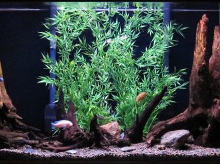 Rated #42: 150 Gallons Freshwater Fish Tank - 150g african cichlid tank Rated #42: 150 Gallons Freshwater Fish Tank - 150g african cichlid tank