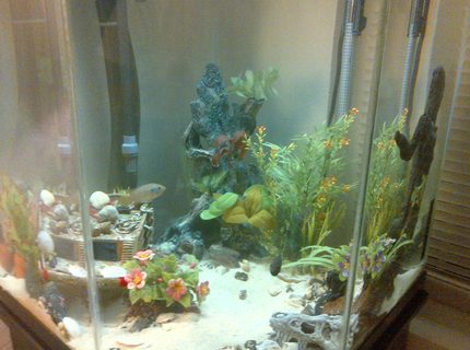 44 gallons freshwater fish tank (mostly fish and non-living decorations) - 44 gallon corner tank 44 gallons freshwater fish tank (mostly fish and non-living decorations) - 44 gallon corner tank