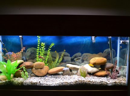 Rated #70: 55 Gallons Freshwater Fish Tank - 55 gal Malawi Rated #70: 55 Gallons Freshwater Fish Tank - 55 gal Malawi