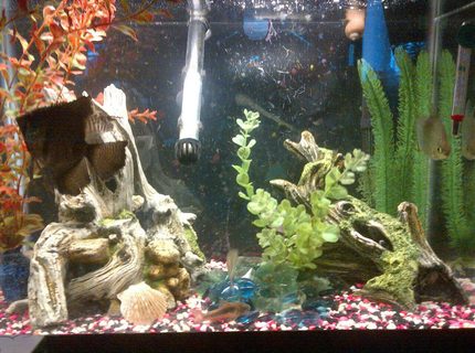 20 gallons freshwater fish tank (mostly fish and non-living decorations) - my 20 gallon, tall 20 gallons freshwater fish tank (mostly fish and non-living decorations) - my 20 gallon, tall