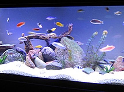 Rated #4: 140 Gallons Freshwater Fish Tank - 140g Rated #4: 140 Gallons Freshwater Fish Tank - 140g