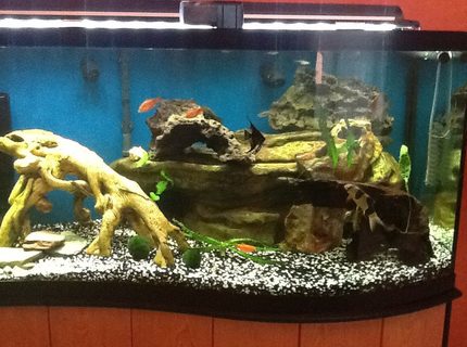 95 gallons freshwater fish tank (mostly fish and non-living decorations) - My 95 gal wave 95 gallons freshwater fish tank (mostly fish and non-living decorations) - My 95 gal wave