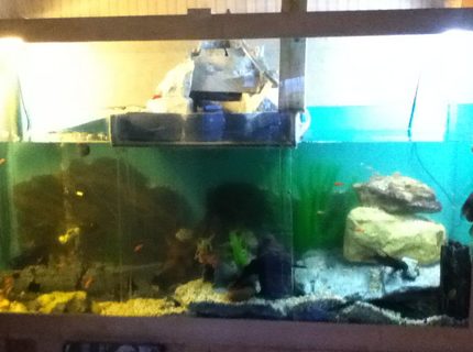 250 gallons freshwater fish tank (mostly fish and non-living decorations) - One of a kind fish tank 250 gallons freshwater fish tank (mostly fish and non-living decorations) - One of a kind fish tank