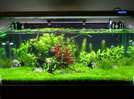 Rated #4: 80 Gallons Freshwater Fish Tank - 2 months of age Rated #4: 80 Gallons Freshwater Fish Tank - 2 months of age