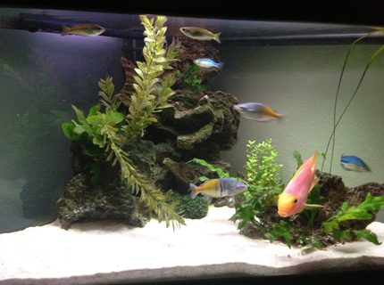 50 gallons freshwater fish tank (mostly fish and non-living decorations) - Front view 50 gallons freshwater fish tank (mostly fish and non-living decorations) - Front view