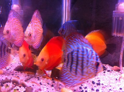 50 gallons freshwater fish tank (mostly fish and non-living decorations) - All in one 50 gallons freshwater fish tank (mostly fish and non-living decorations) - All in one