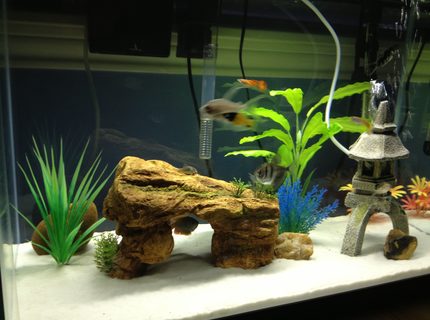 20 gallons freshwater fish tank (mostly fish and non-living decorations) - Taken from iphone 20 gallons freshwater fish tank (mostly fish and non-living decorations) - Taken from iphone