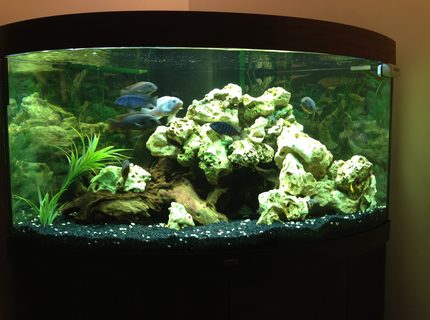 90 gallons freshwater fish tank (mostly fish and non-living decorations) - Trigon 350 90 gallons freshwater fish tank (mostly fish and non-living decorations) - Trigon 350