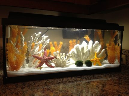 20 gallons freshwater fish tank (mostly fish and non-living decorations) - My tank, 20 gallon long 20 gallons freshwater fish tank (mostly fish and non-living decorations) - My tank, 20 gallon long