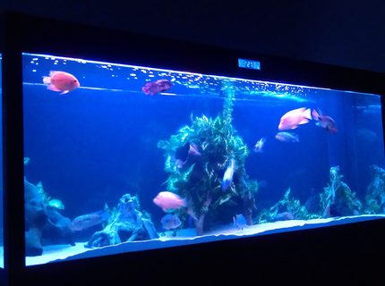200 gallons freshwater fish tank (mostly fish and non-living decorations) - Cleair Maz 2000 tropical tank , cichlids and cats 200 gallons freshwater fish tank (mostly fish and non-living decorations) - Cleair Maz 2000 tropical tank , cichlids and cats