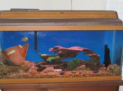 38 gallons freshwater fish tank (mostly fish and non-living decorations) - 30 gal cichlids tank 38 gallons freshwater fish tank (mostly fish and non-living decorations) - 30 gal cichlids tank
