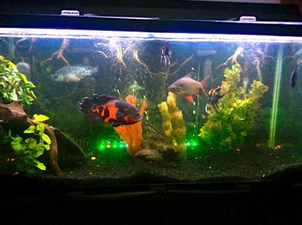 90 gallons freshwater fish tank (mostly fish and non-living decorations) - 90 gallon 90 gallons freshwater fish tank (mostly fish and non-living decorations) - 90 gallon