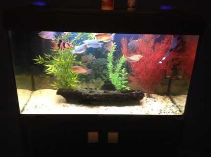 27 gallons freshwater fish tank (mostly fish and non-living decorations) - My tank 27 gallons freshwater fish tank (mostly fish and non-living decorations) - My tank