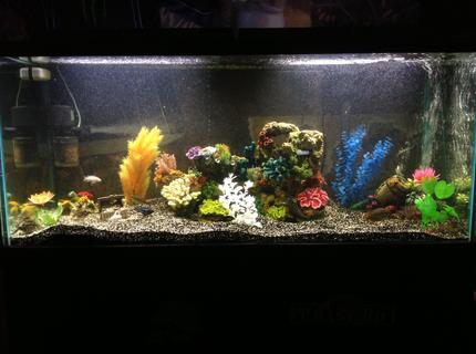 90 gallons freshwater fish tank (mostly fish and non-living decorations) - My cichlid tank 90 gallons freshwater fish tank (mostly fish and non-living decorations) - My cichlid tank