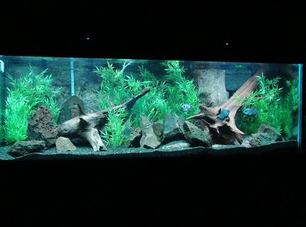 200 gallons freshwater fish tank (mostly fish and non-living decorations) - 200 Gallon Boyu tank
African Cichlid 200 gallons freshwater fish tank (mostly fish and non-living decorations) - 200 Gallon Boyu tank
African Cichlid