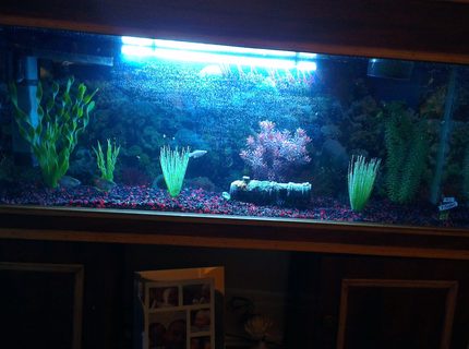 45 gallons freshwater fish tank (mostly fish and non-living decorations) - My Tank 45 gallons freshwater fish tank (mostly fish and non-living decorations) - My Tank