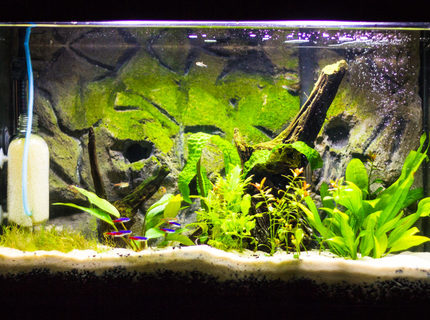 20 gallons freshwater fish tank (mostly fish and non-living decorations) - Update of my tank. 20 gallons freshwater fish tank (mostly fish and non-living decorations) - Update of my tank.