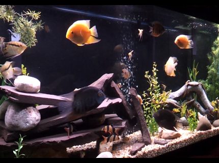 Rated #10: 150 Gallons Freshwater Fish Tank - My 150 severum tank Rated #10: 150 Gallons Freshwater Fish Tank - My 150 severum tank